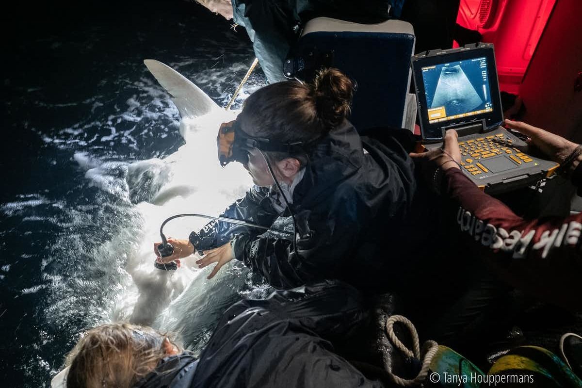 Scientists at work: Uncovering the mystery of when and where sharks give birth