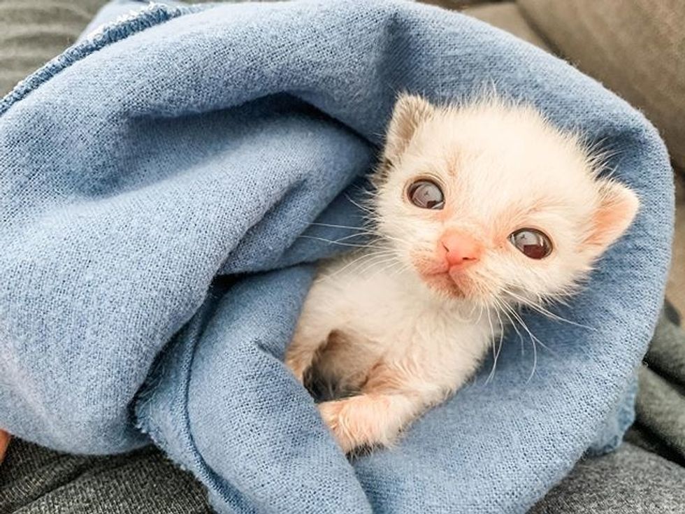 cute, kitten, tiny, small, big eyes