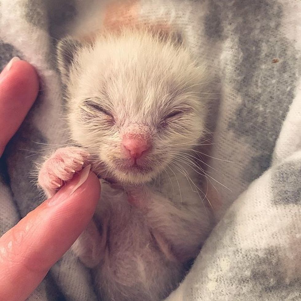 cute, kitten, tiny, small, paws