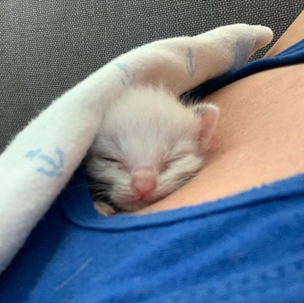 cute, kitten, tiny, small, cuddle