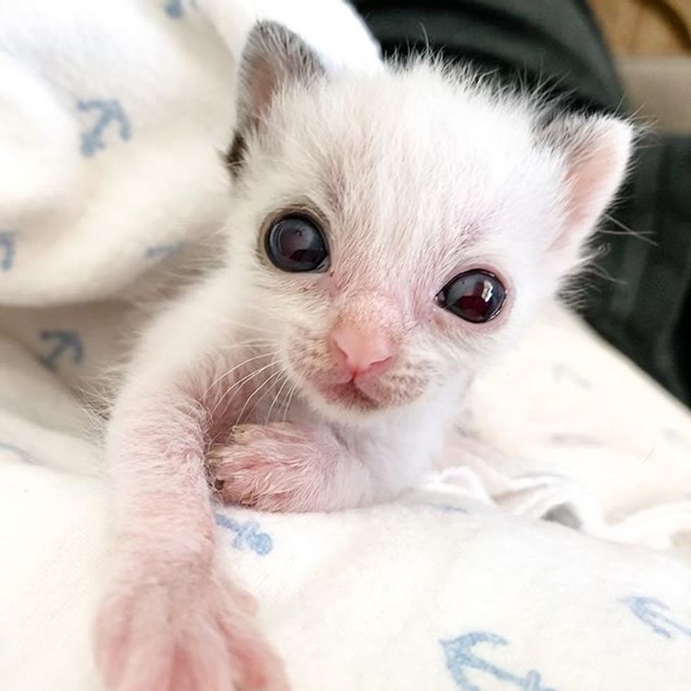 cute, kitten, tiny, small, big eyes