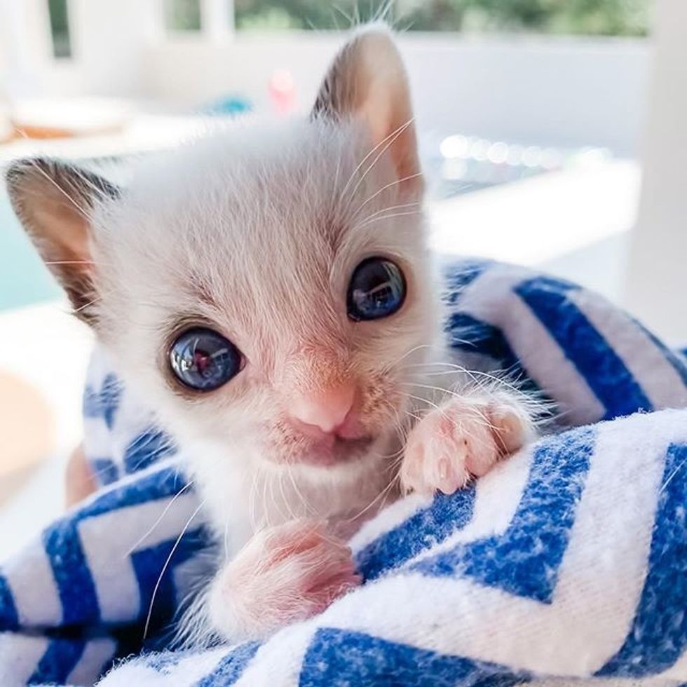 cute, kitten, tiny, small, big eyes