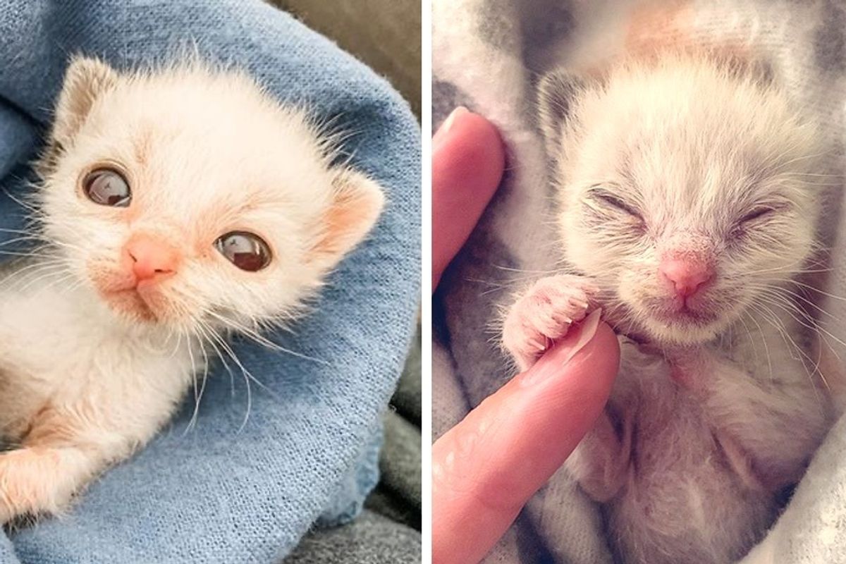 Family Takes in Pint-sized Kitten and Helps Him Thrive