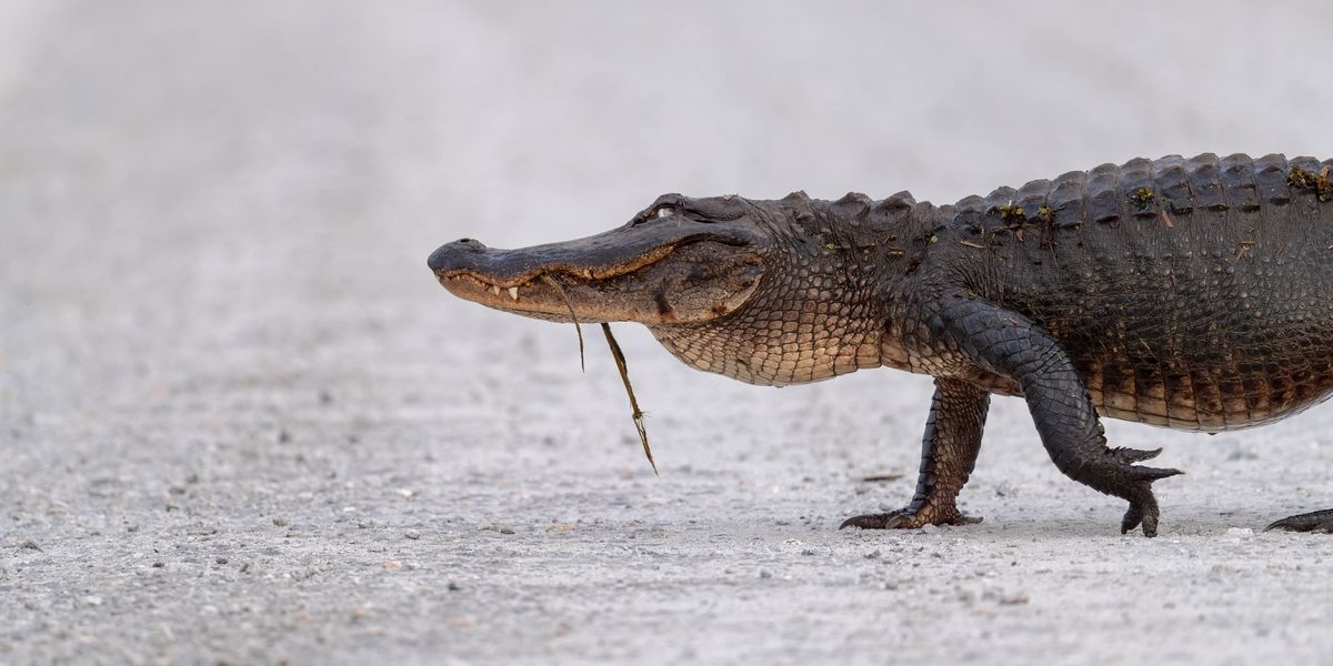 Watch Huge Alligator Mosey Across Florida Intersection Like He Owns The Place Its A Southern 