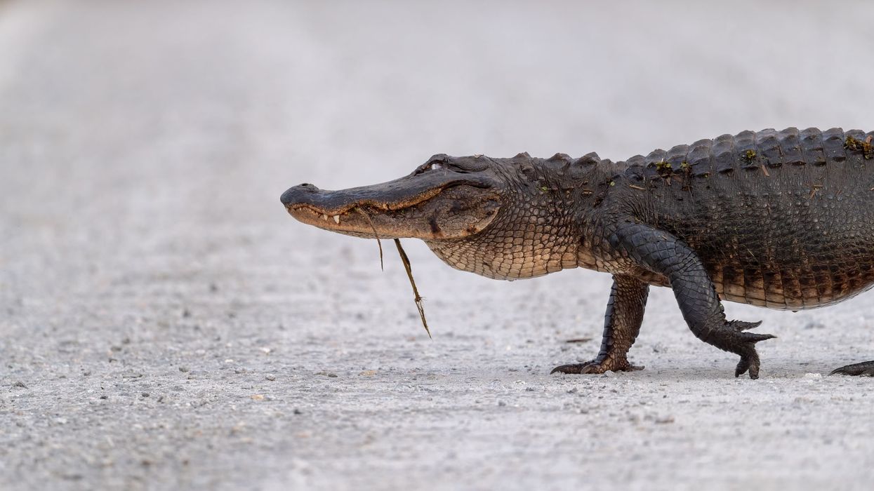 Watch huge alligator mosey across Florida intersection like he owns the place
