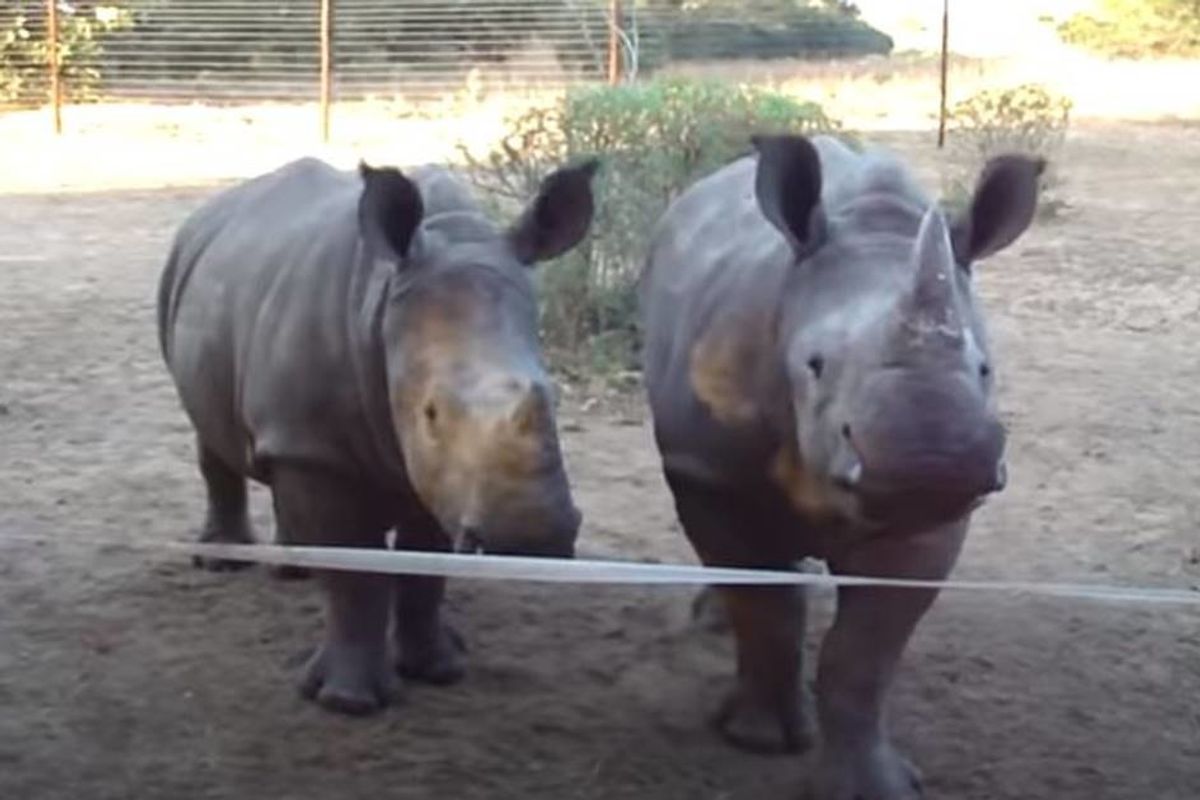What type of noise does a baby rhino make? It's probably different than you think.