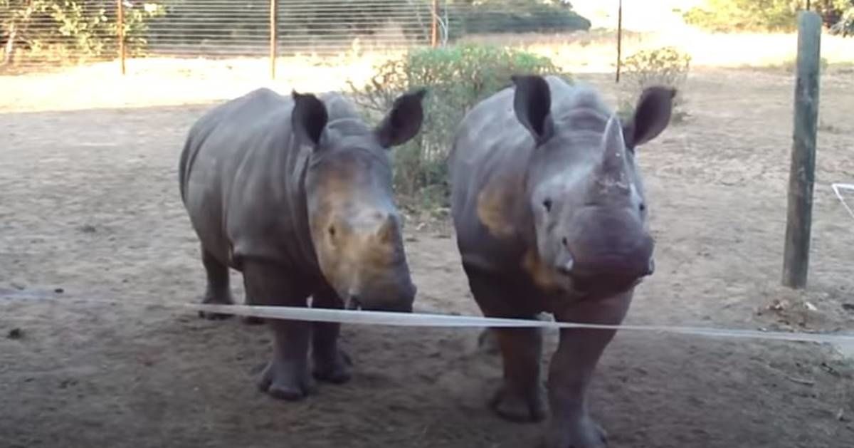 What type of noise does a baby rhino make? It's probably different than you think.