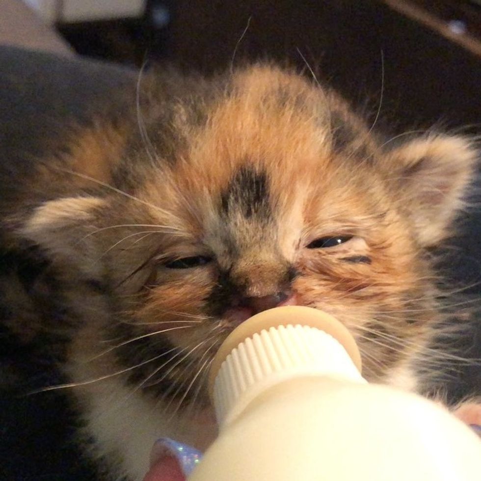 calico, kitten, bottle, feeding, cute