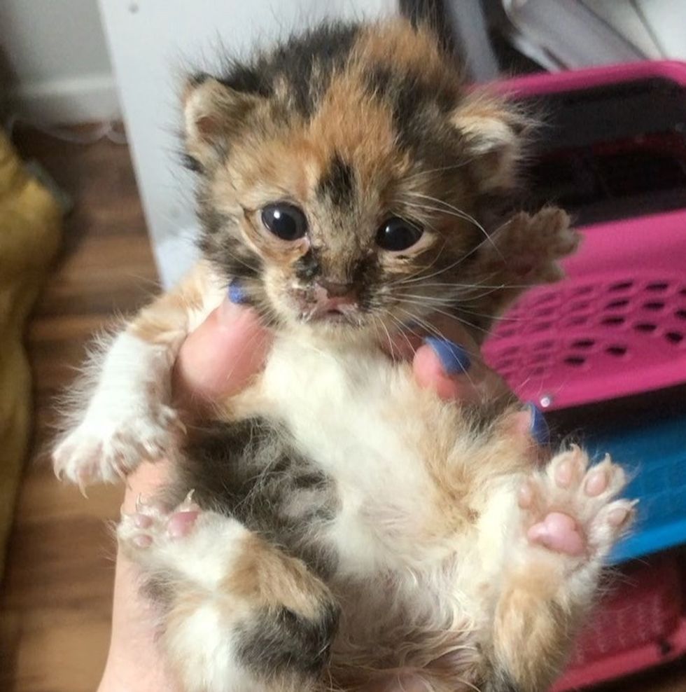 calico, kitten, cute