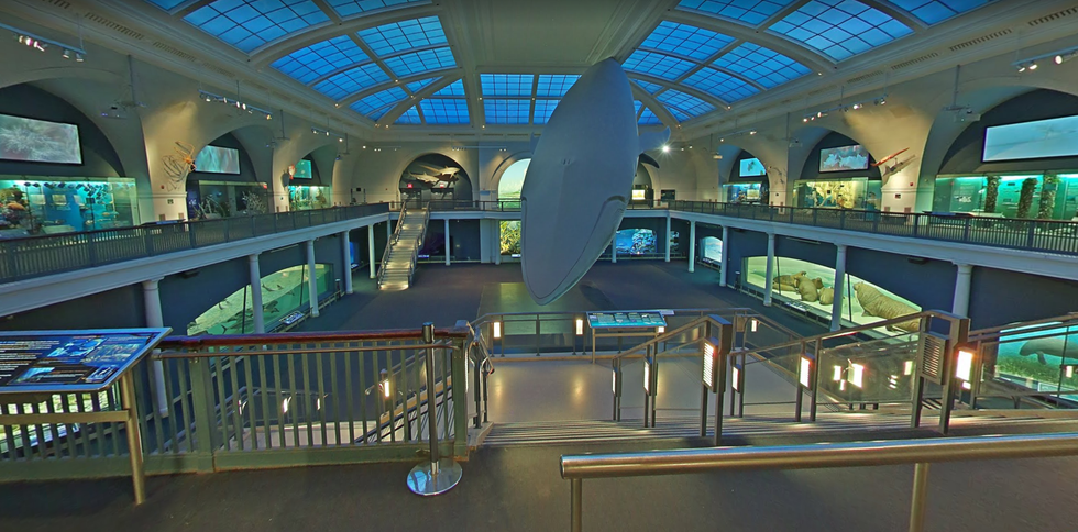 American Museum of Natural History