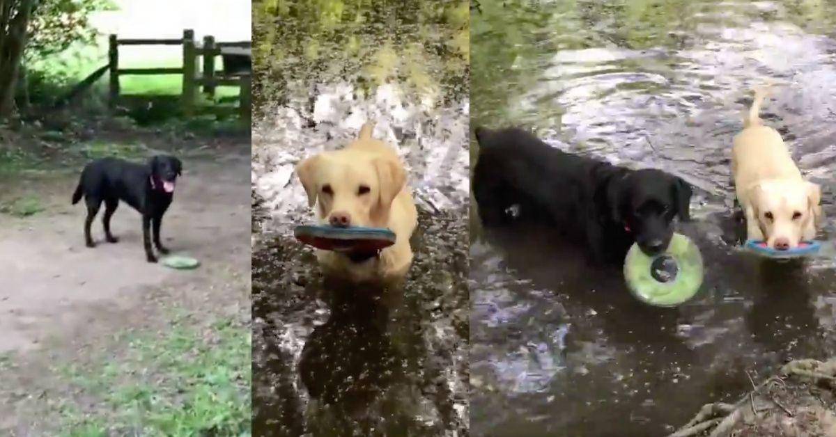 Broadcaster Offers Hilarious Commentary As His Dogs Compete To See 'Who Can Disgrace Themselves More On A Walk'