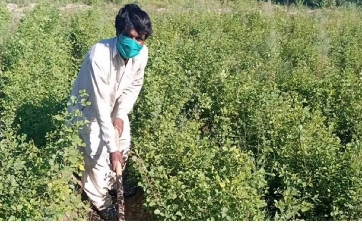 Pakistan hired 63,000 people, unemployed by COVID-19, to help plant 10 billion trees