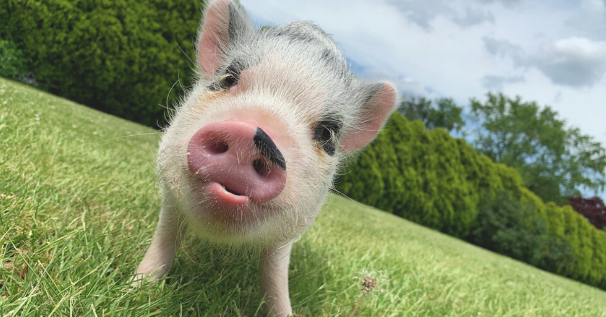 Adorable Pigs Who Share A Bed With Their Owner Gain Legions Of Fans As Instagram 'Pigfluencers'