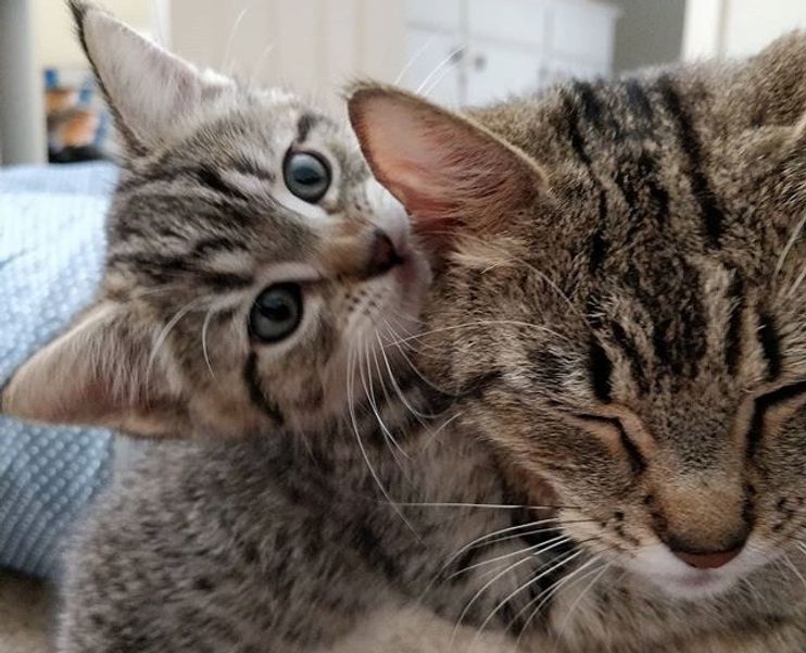 Family Comes To Adopt A Kitten But Can T Leave Her Cat Mom Behind Love Meow