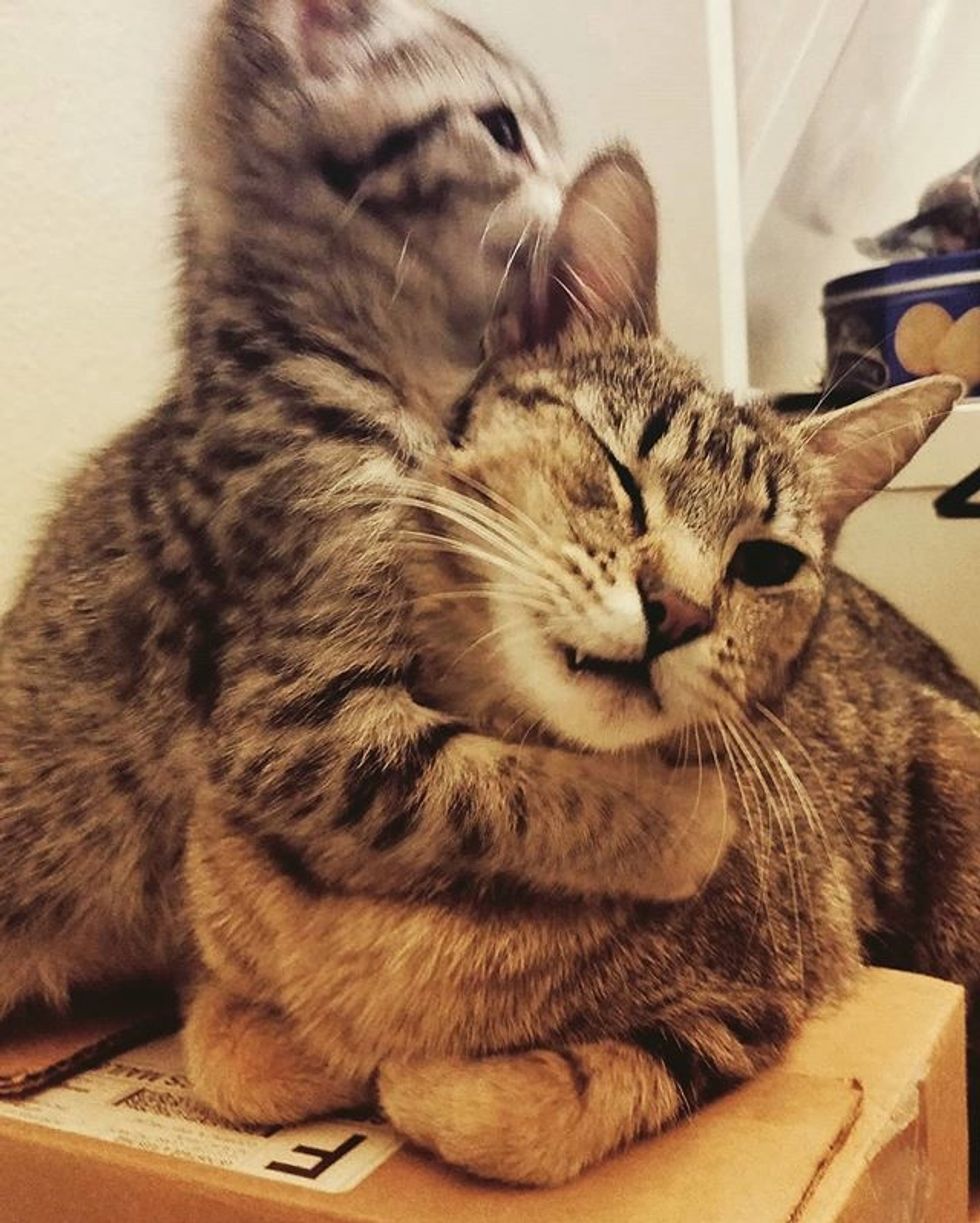 cute, cat, kitten, tabby, hug