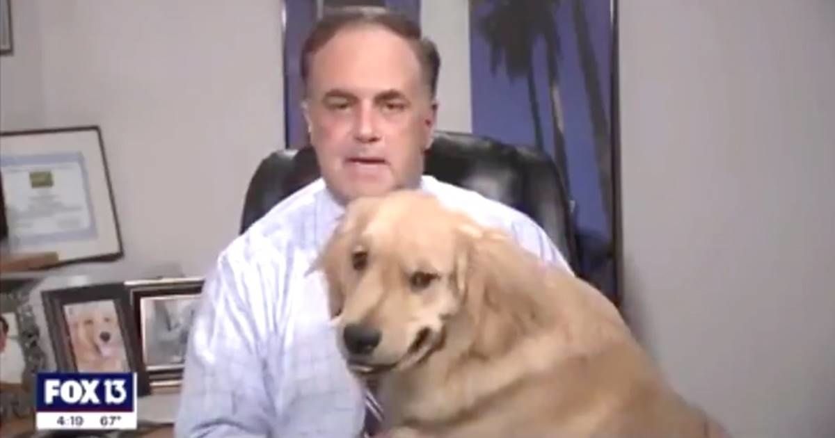 Adorable Golden Retriever interrupts meteorologist's weather forecast and he deserves all the treats
