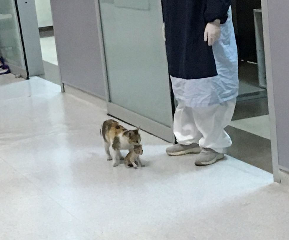 cat, kitten, hospital, ER, emergency room, Istanbul