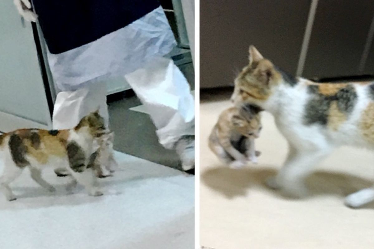 Stray Cat Barges into ER and Carries Her Kitten to Staff for Help