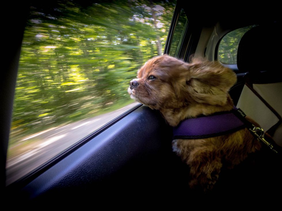 Close-Up Of Dog car spaniel riding