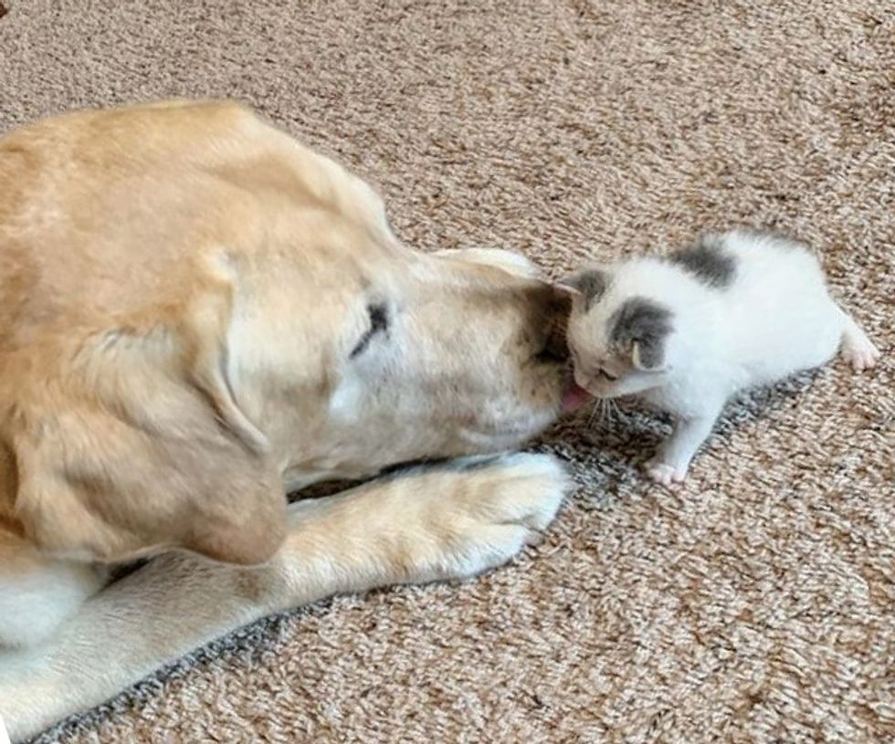 cute, kitten, dog, labrador