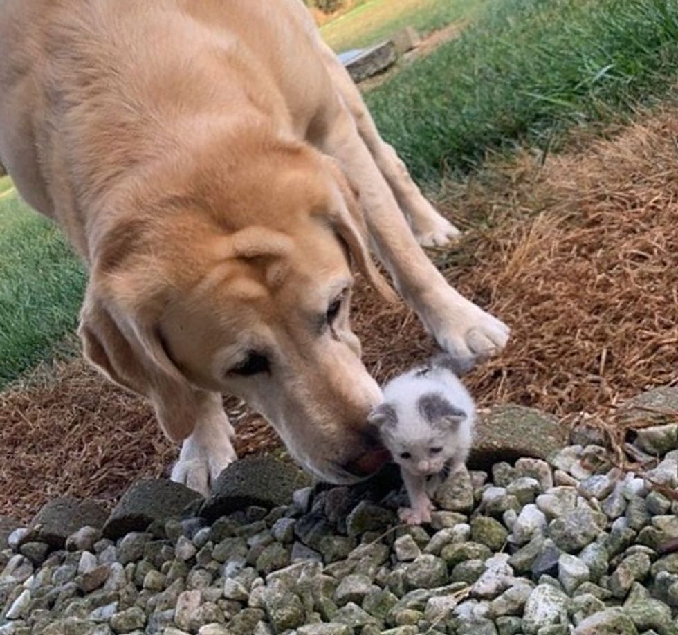 cute, kitten, dog, labrador