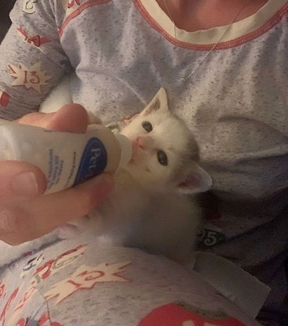 cute, kitten, bottle feeding