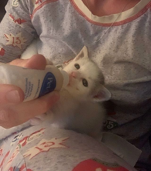 cute, kitten, bottle feeding
