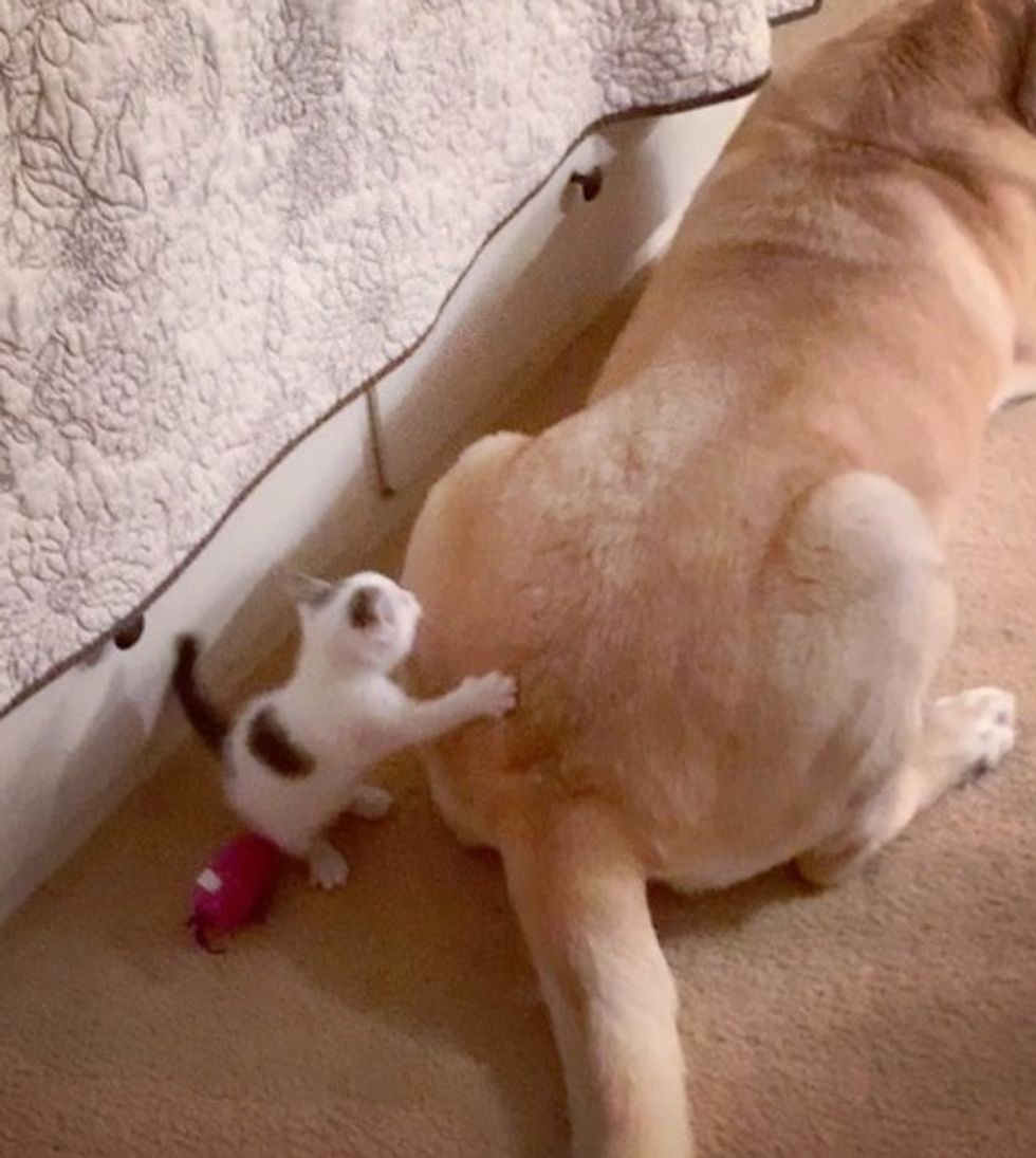 cute, kitten, dog, labrador