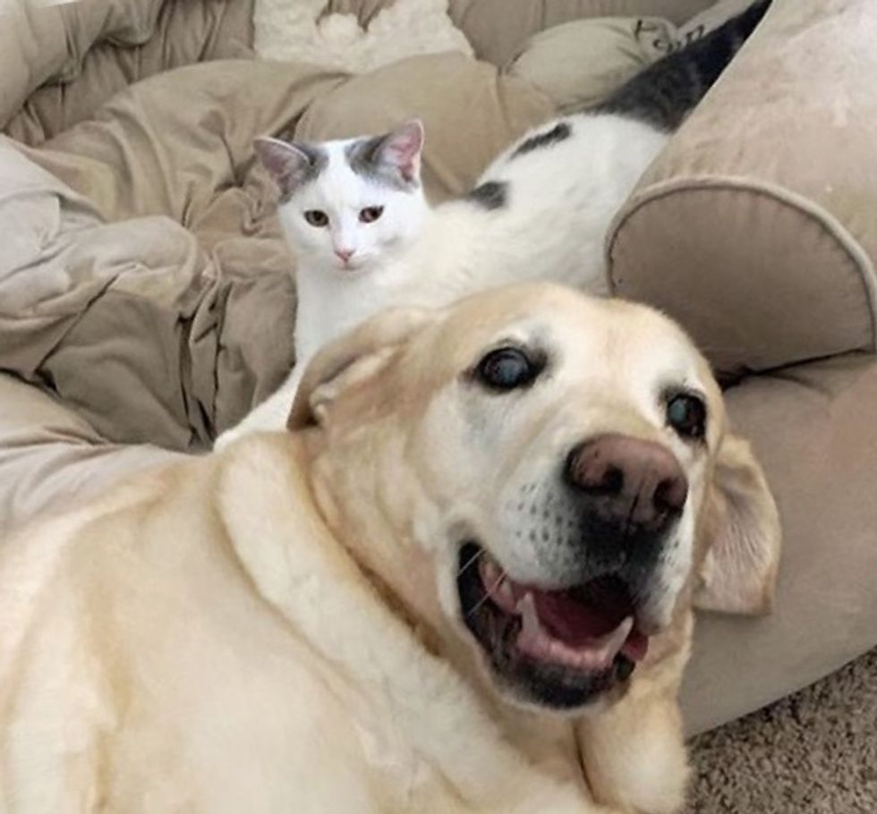 cute, kitten, dog, labrador, cat