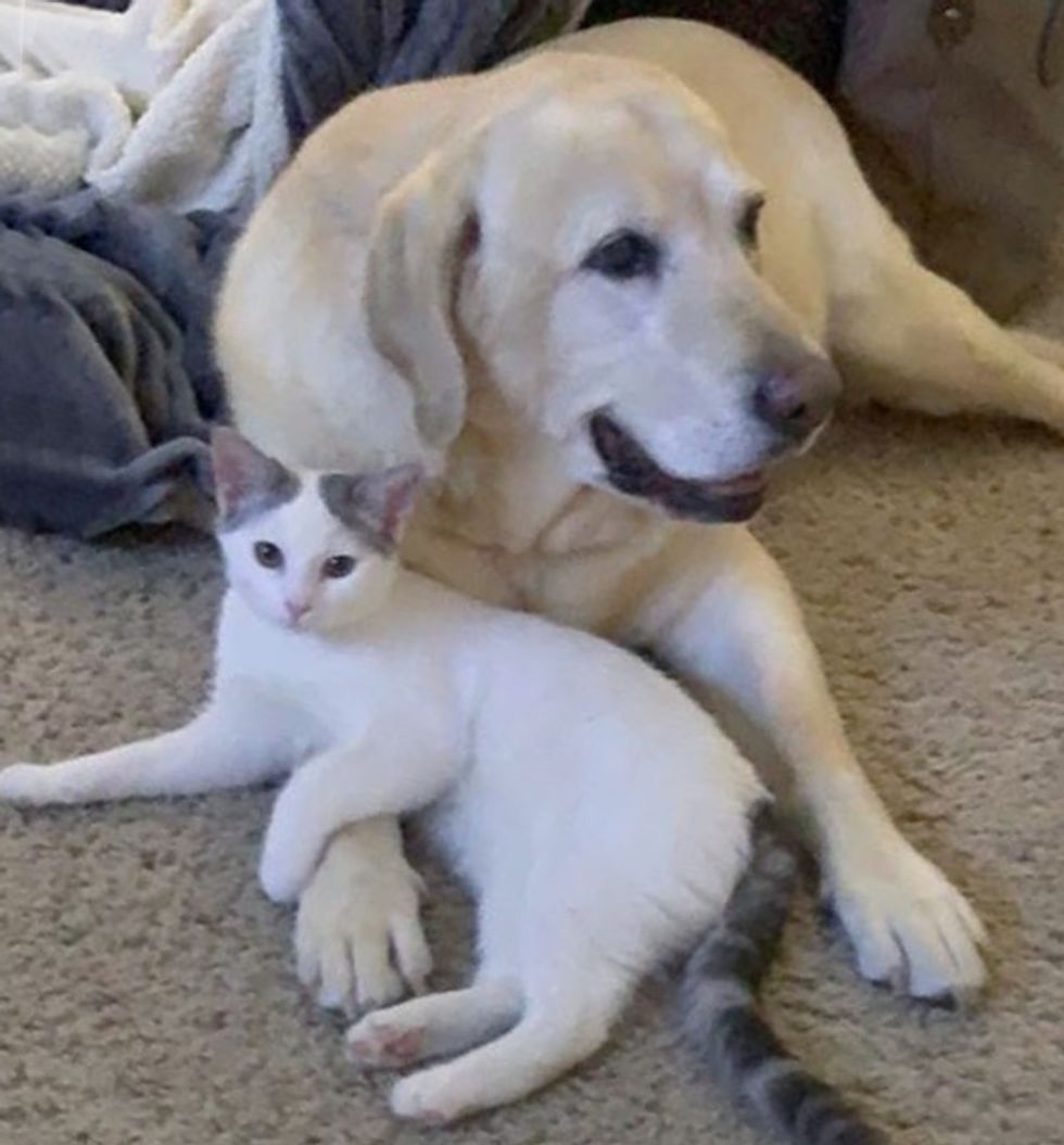 cute, kitten, dog, Labrador, cat, cuddle