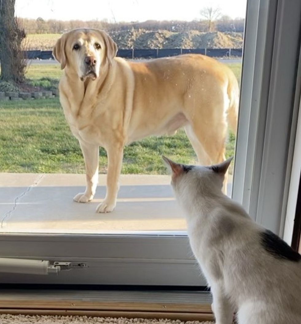cute, kitten, dog, labrador