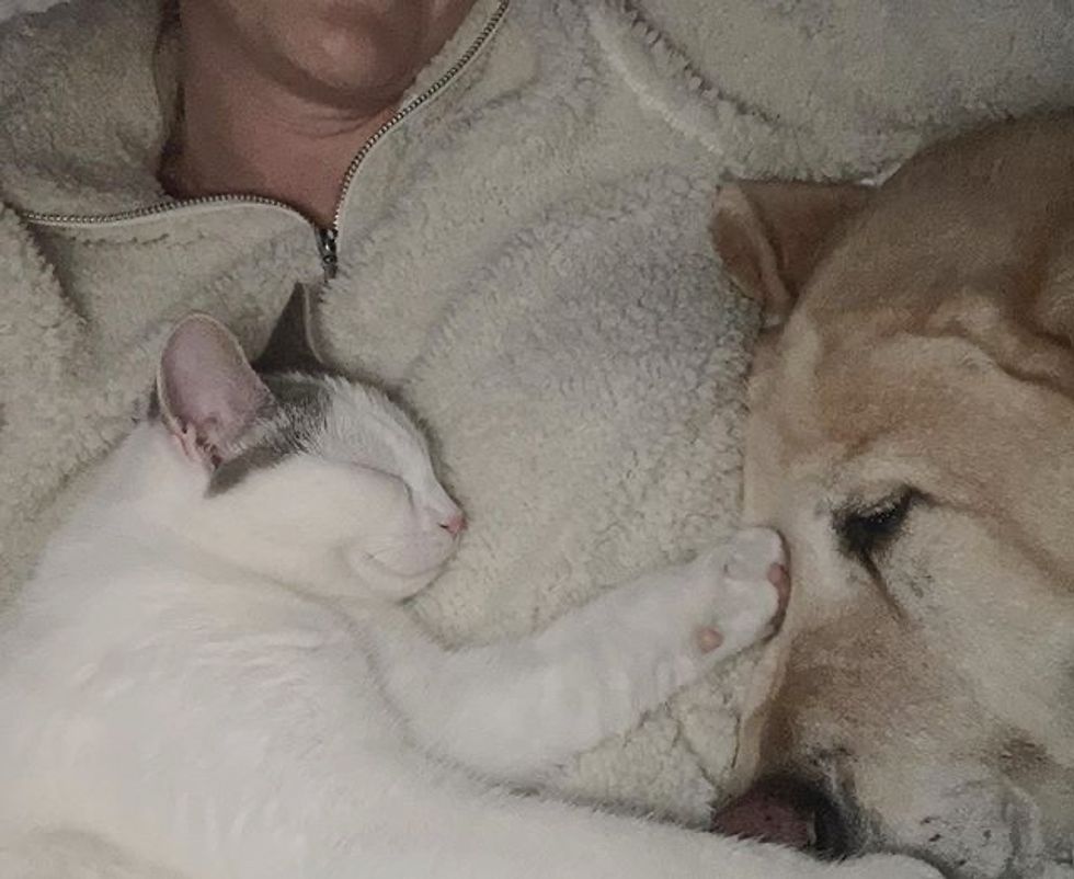 cute, kitten, dog, Labrador, cat, sleep