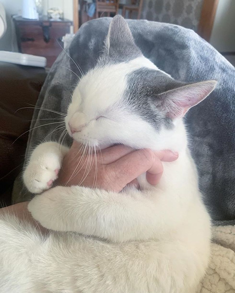 cute, cat, cuddle