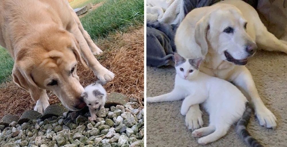 Dog Takes Stray Kitten Under His Wing and Raises Her into Beautiful Cat