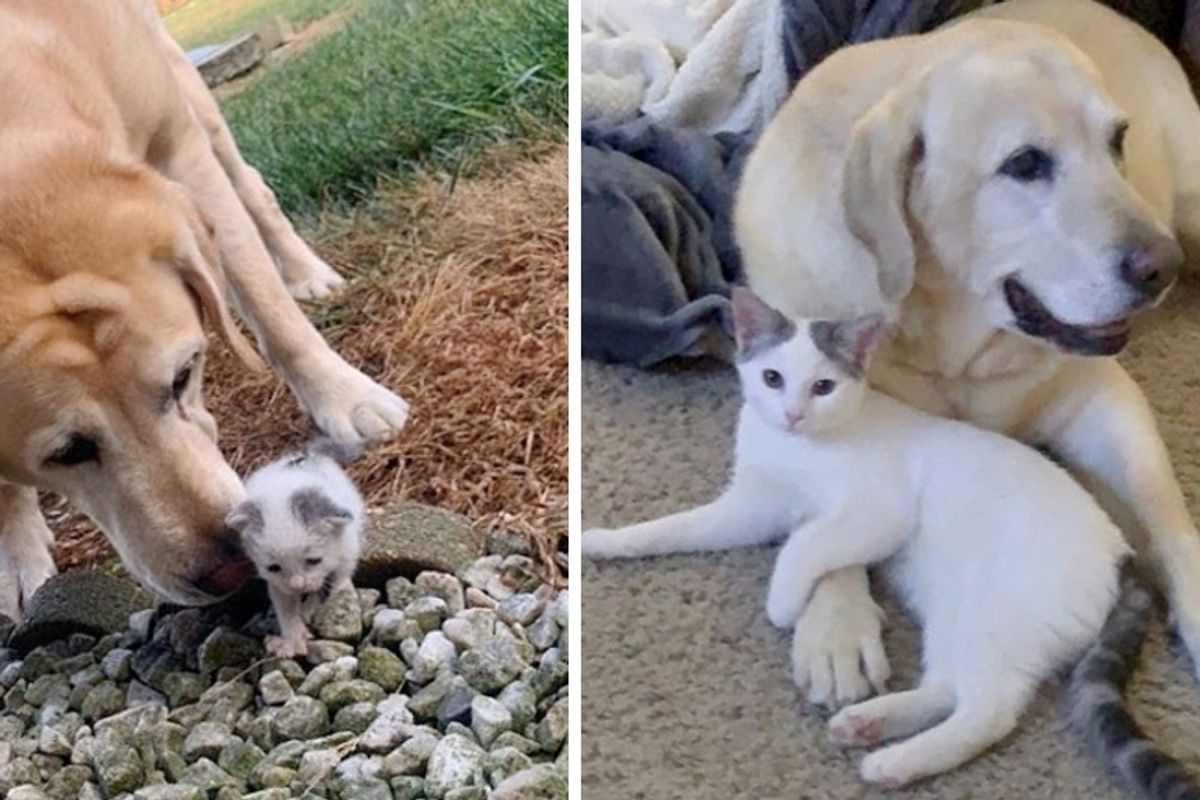Dog Takes Stray Kitten Under His Wing and Raises Her into Beautiful Cat