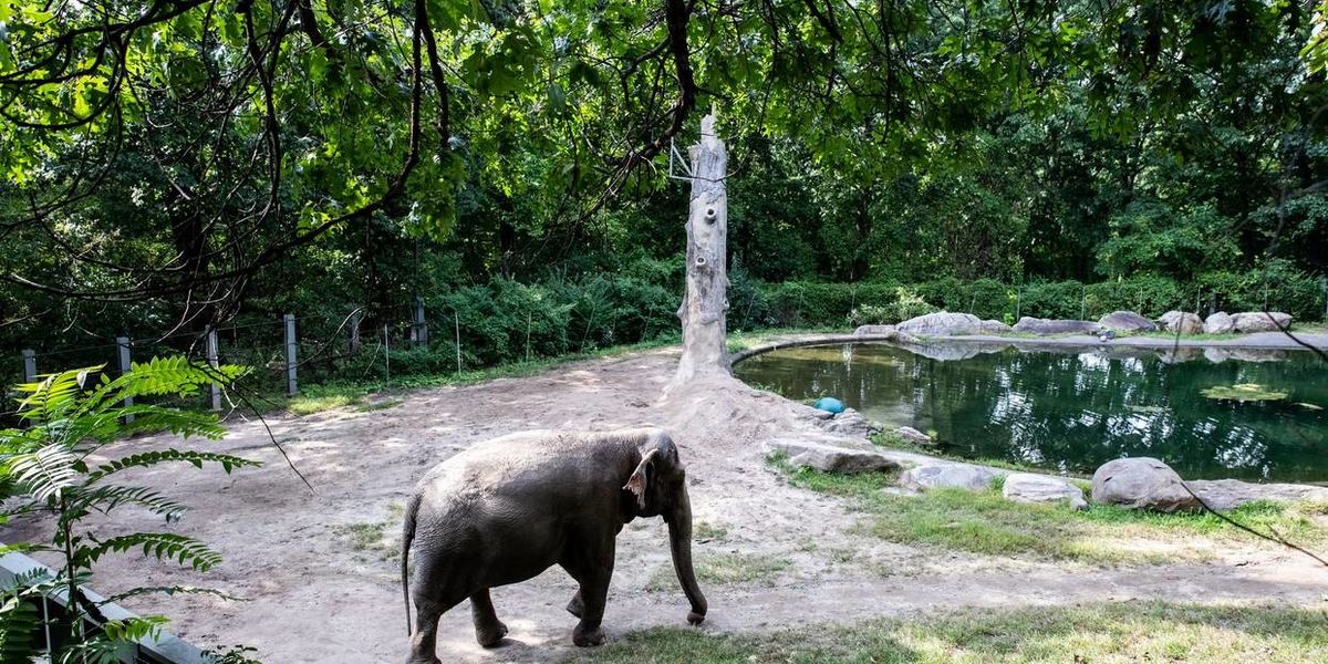 How to Livestream New York's Zoos and Aquariums The Journiest