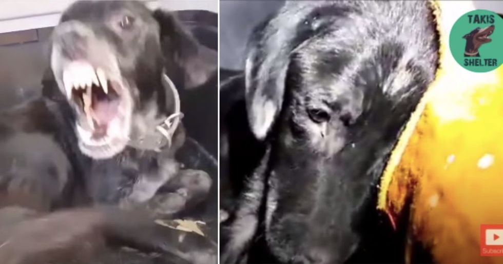 An Abused Aggressive Dog Melts Into His Rescuer S Hands And It S Almost Too Much To Take Upworthy