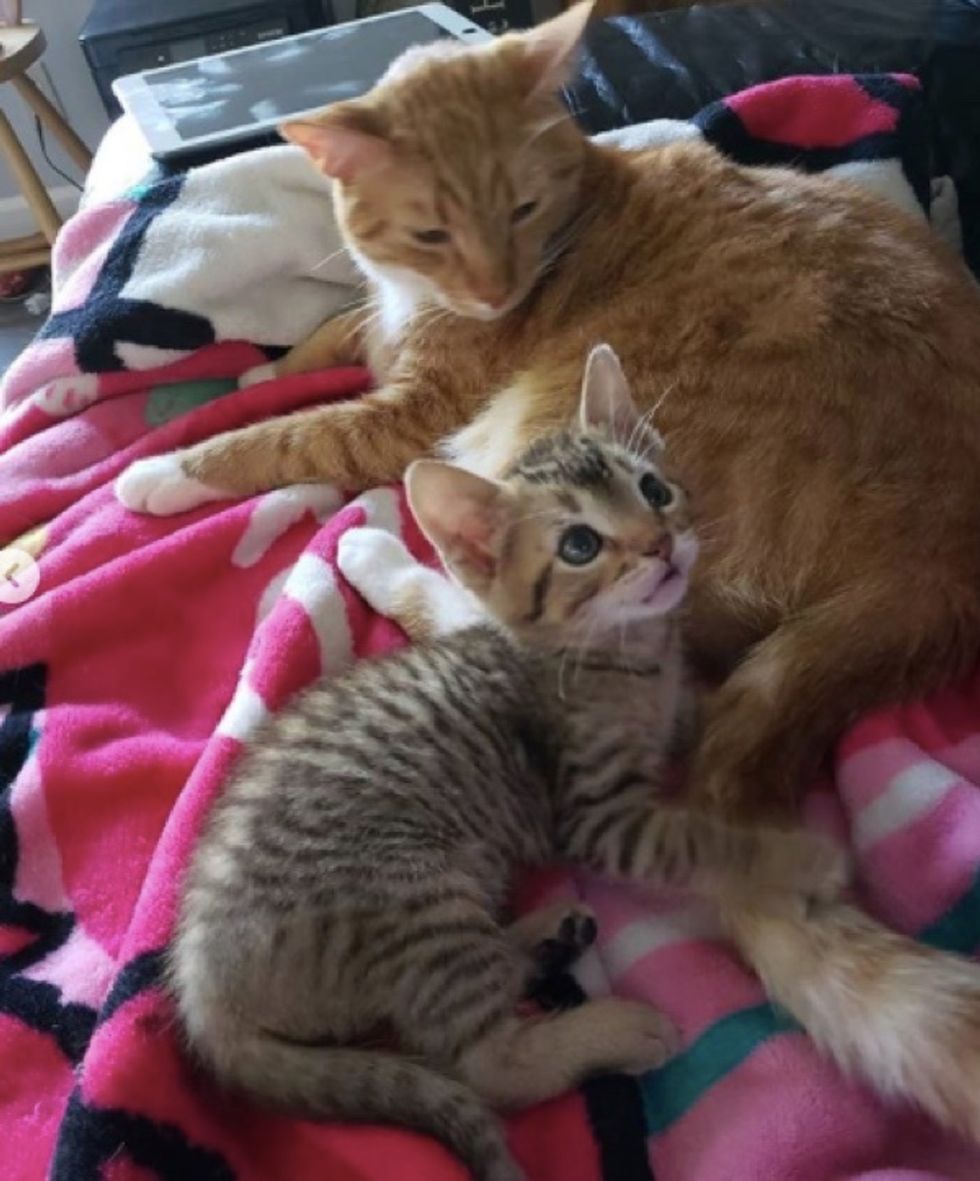 tabby, cute, kitten, cat
