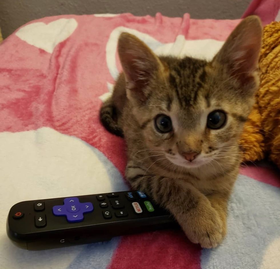 tabby, cute, kitten, tiny, remote