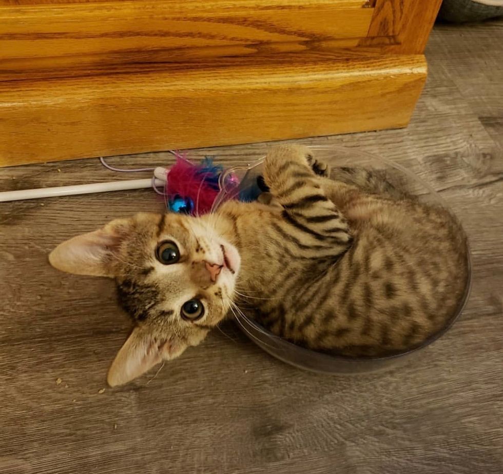 tabby, cute, kitten, tiny, bowl