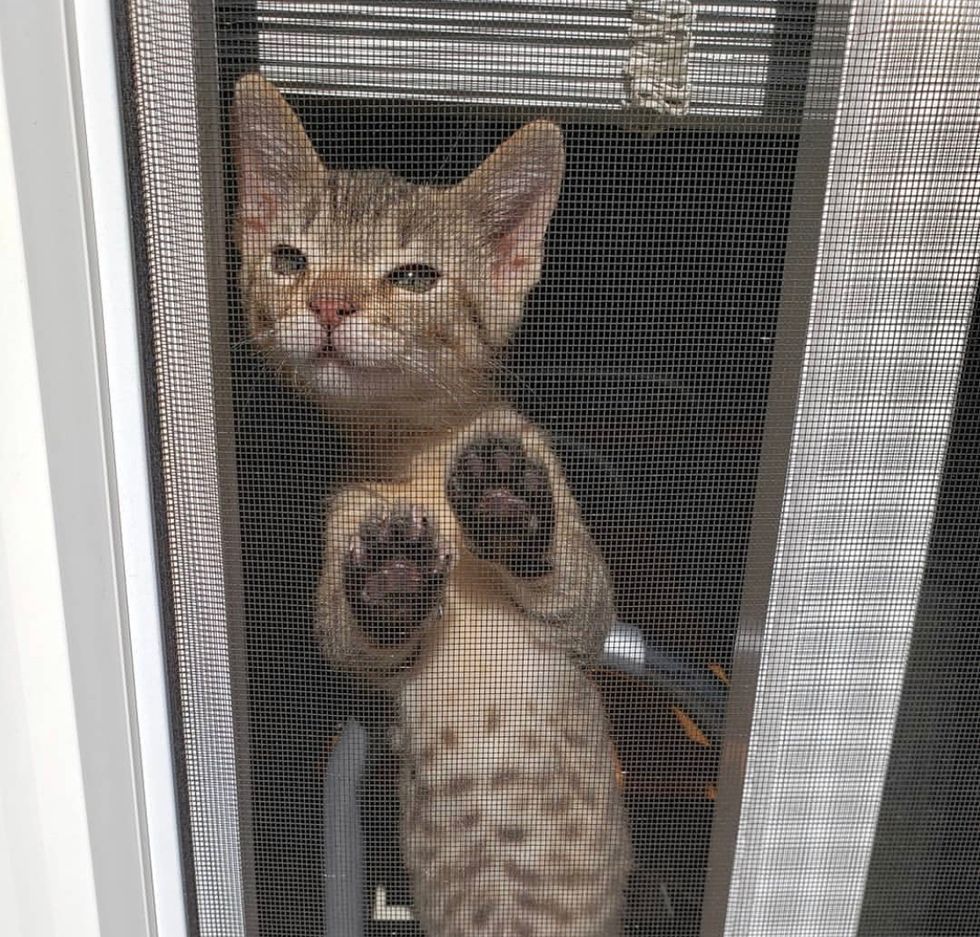 tabby, cute, kitten, paws