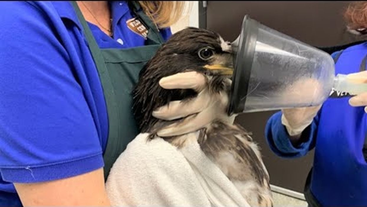 Baby eagle rescued by Texas wildlife center after camera captures it falling from nest
