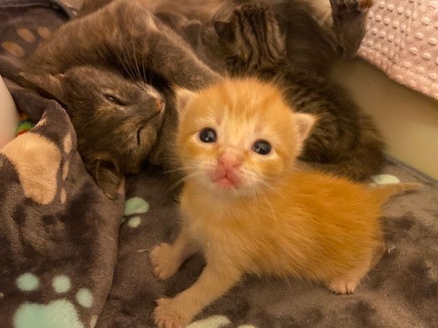 cat, mom, kitten, ginger