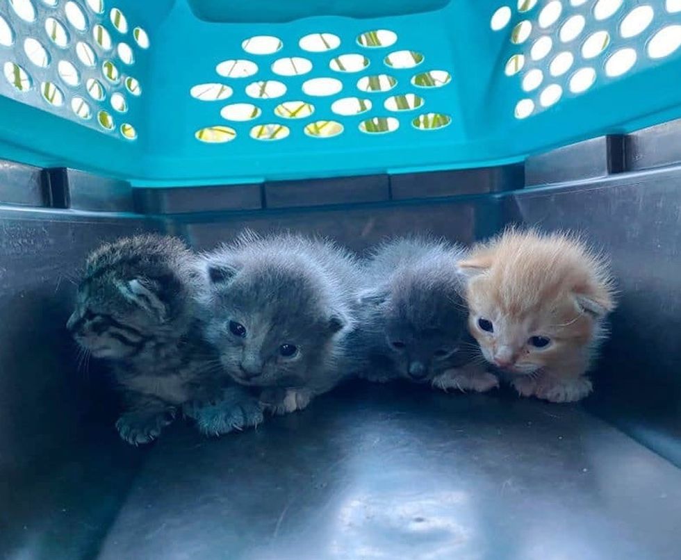 kittens, rescue, litter