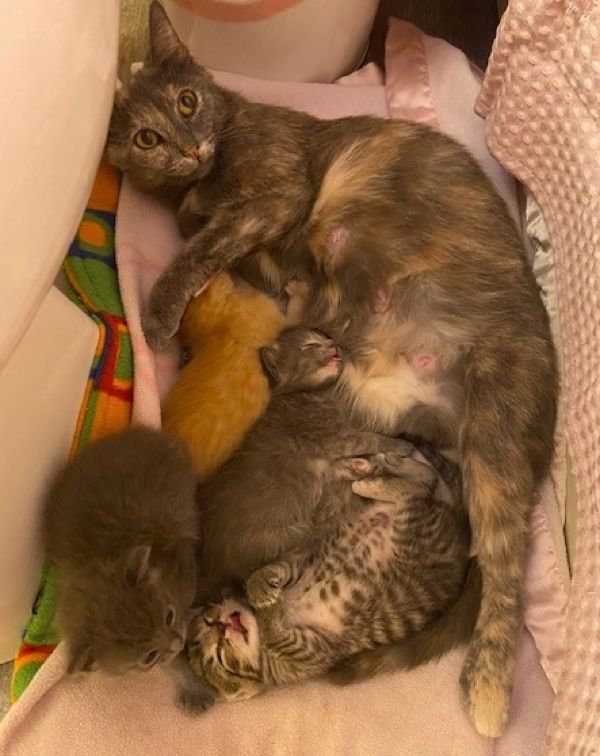 cat mom, kittens, foster