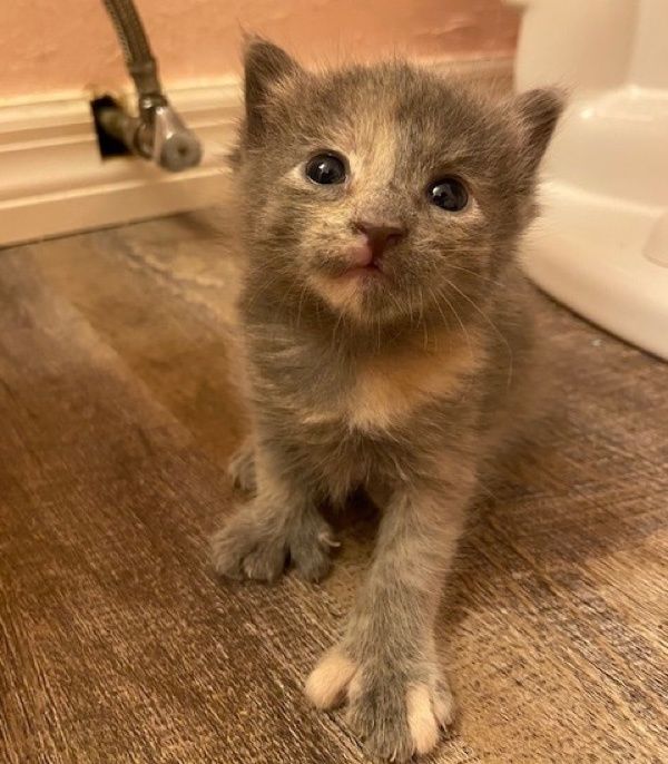 polydactyl, toes, kitten