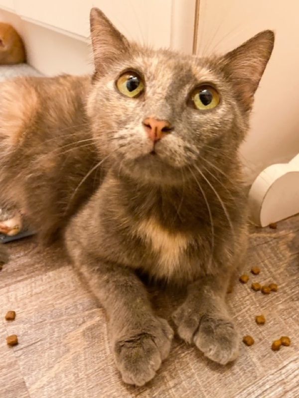 polydactyl, cat, cute, toes