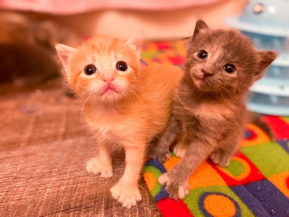 polydactyl, toes, kitten, cute