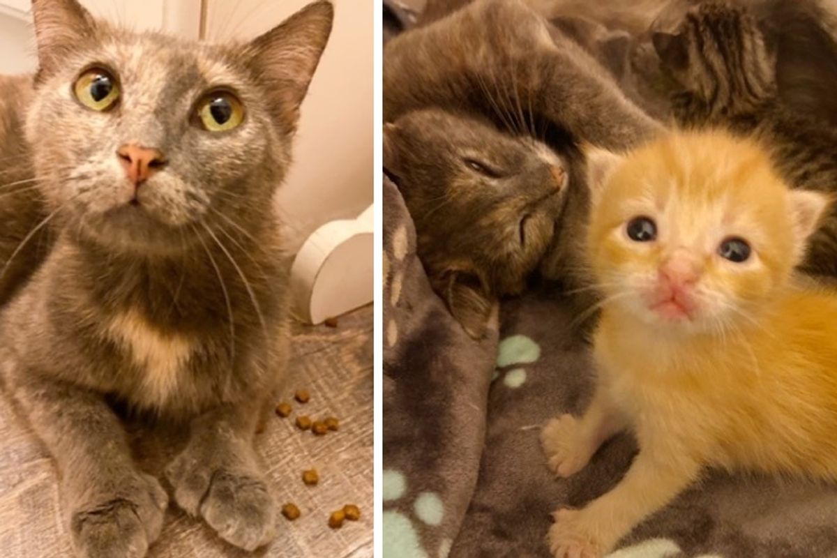 Stray Cat and Her Kittens with Extra Toes Are so Happy to Be Off the Streets