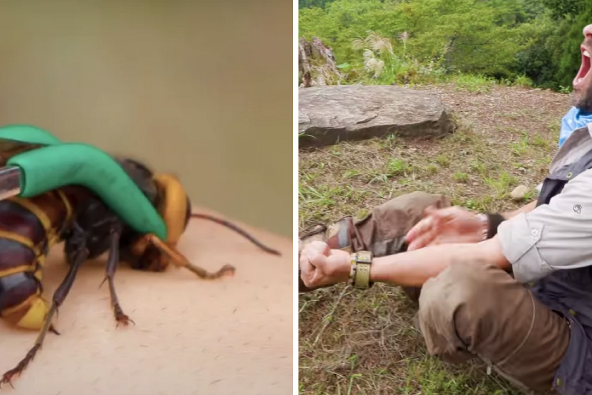Murder Hornets,' with sting that can kill, land in U.S.
